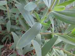 Gypsophila oldhamiana