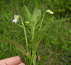 Viola vadimii