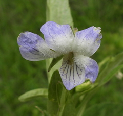 Viola vadimii