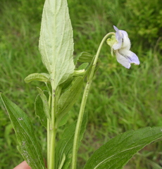 Viola vadimii