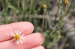Chloracantha spinosa spinosa