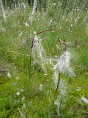 Eriophorum latifolium