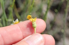 Chloracantha spinosa spinosa