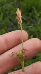 Carex michelii