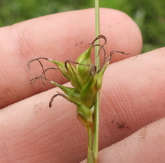 Carex michelii