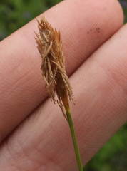 Carex michelii
