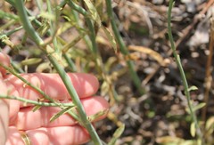 Chloracantha spinosa spinosa