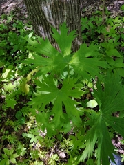Aconitum septentrionale