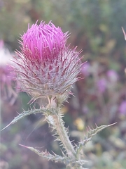 Carduus lusitanicus