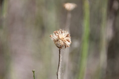 Chloracantha spinosa spinosa