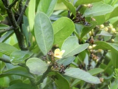 Garcinia oblongifolia