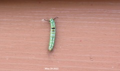 Calliteara argentata