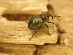 Ceutorhynchus erysimi