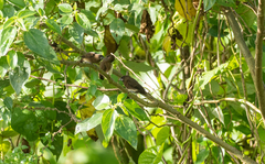 Lonchura leucogastra