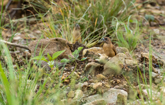 Lonchura atricapilla