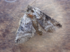 Abrostola tripartita