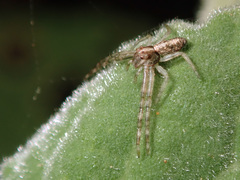 Tmarus neocaledonicus