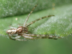 Tmarus neocaledonicus