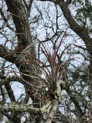 Tillandsia simulata