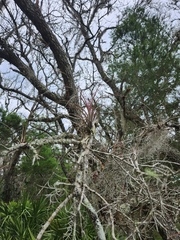 Tillandsia simulata