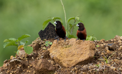 Lonchura atricapilla