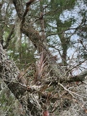 Tillandsia simulata