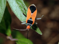 Pyrrhobaphus leucurus
