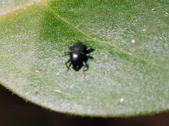 Trigonopterus