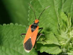 Pyrrhobaphus leucurus