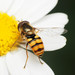 Migrant Hover Fly - Photo (c) Katja Schulz, some rights reserved (CC BY), uploaded by Katja Schulz