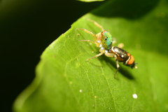Cosmophasis valerieae