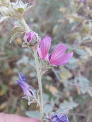 Malva olbia