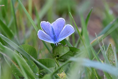 Polyommatus icarus