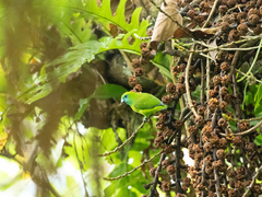 Bolbopsittacus lunulatus