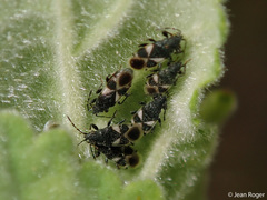 Oxycarenus luctuosus