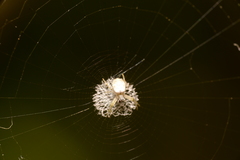 Argiope