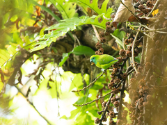 Bolbopsittacus lunulatus