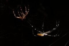 Cyrtophora moluccensis