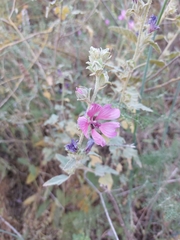 Malva olbia