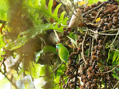 Bolbopsittacus lunulatus
