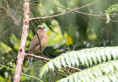 Phapitreron leucotis