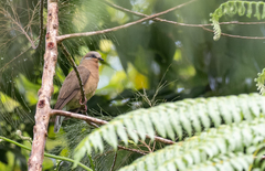 Phapitreron leucotis
