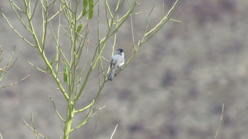 iNaturalist observation photo of Black-tailed Gnatcatcher