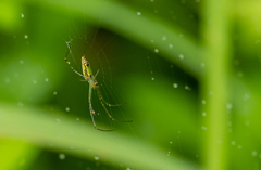 Leucauge decorata