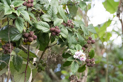 Rubus apetalus