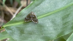 Ricania simulans