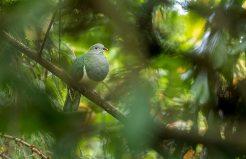Cream-breasted Fruit Dove (Ramphiculus merrilli), photo 6