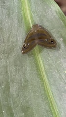 Ricania simulans
