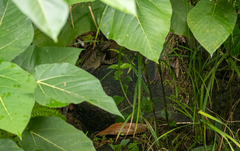 Hydrosaurus pustulatus