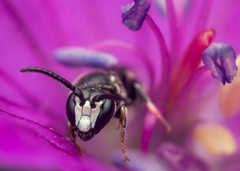 Hylaeus communis